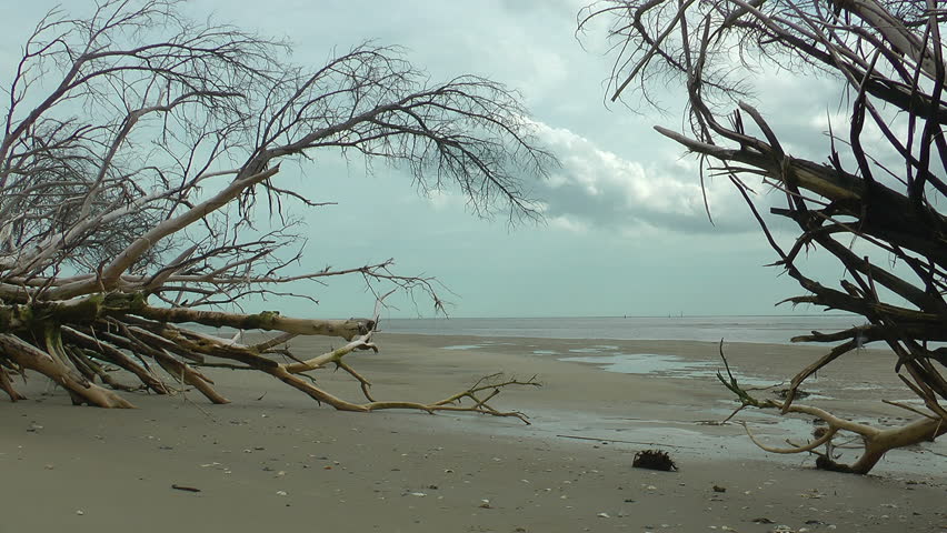 deserted carolina barrier island beach with driftwood at low tide