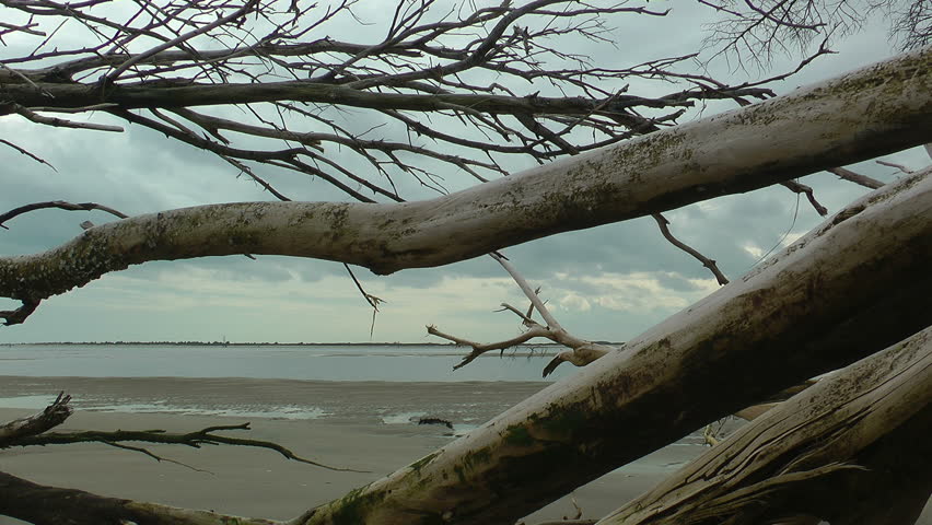 deserted carolina barrier island beach with driftwood at low tide
