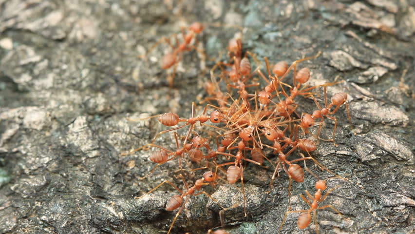 Working Ants