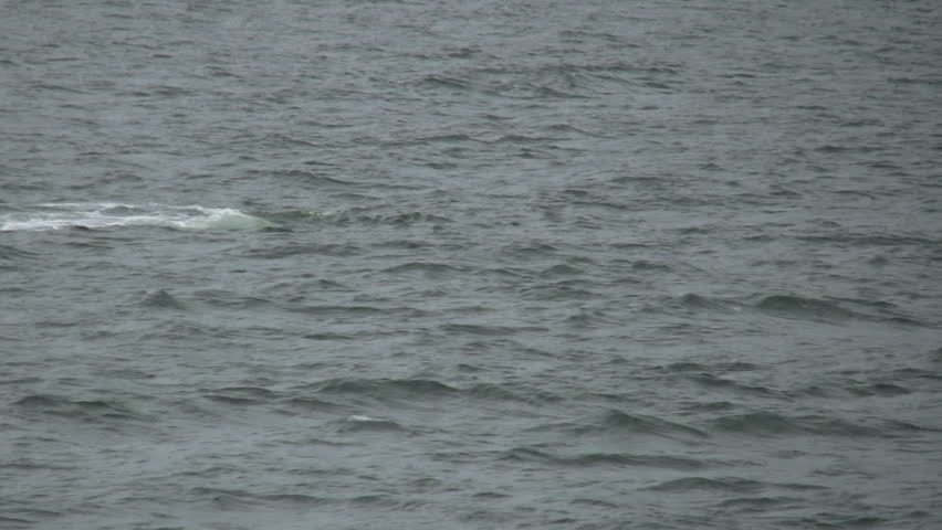 HD of a humpback whale breaching in Alaska