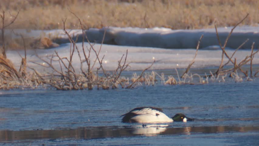 goldeneye duck
