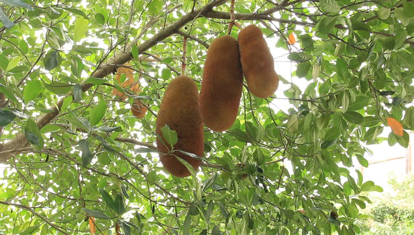Jackfruits