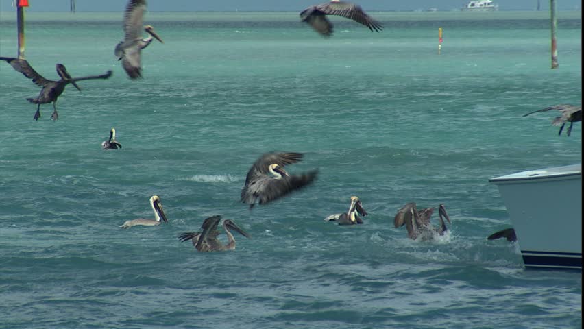 Crewman feeding pelicans.