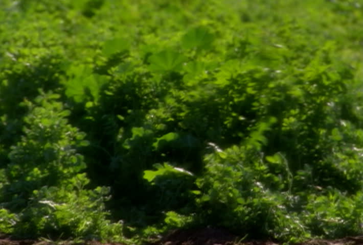 Alfalfa growing in the field
