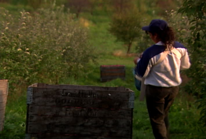 Farm laborer picks apples
