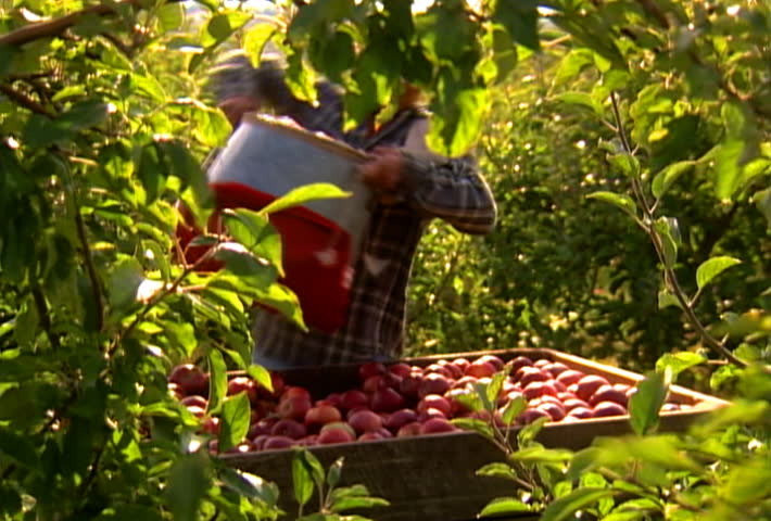 Seasonal apple pickers