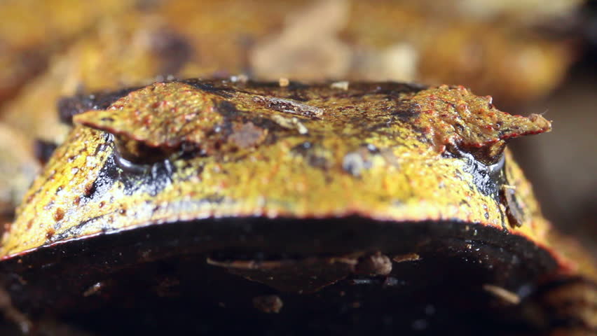 Spix's Horned Treefrog (Hemiphractus scutatus). An extremely rare predatory frog from Ecuador 