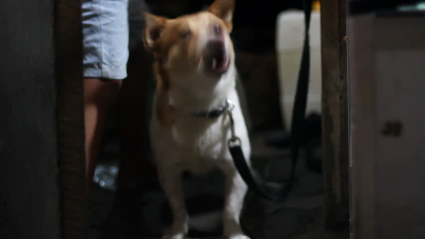 barking dog