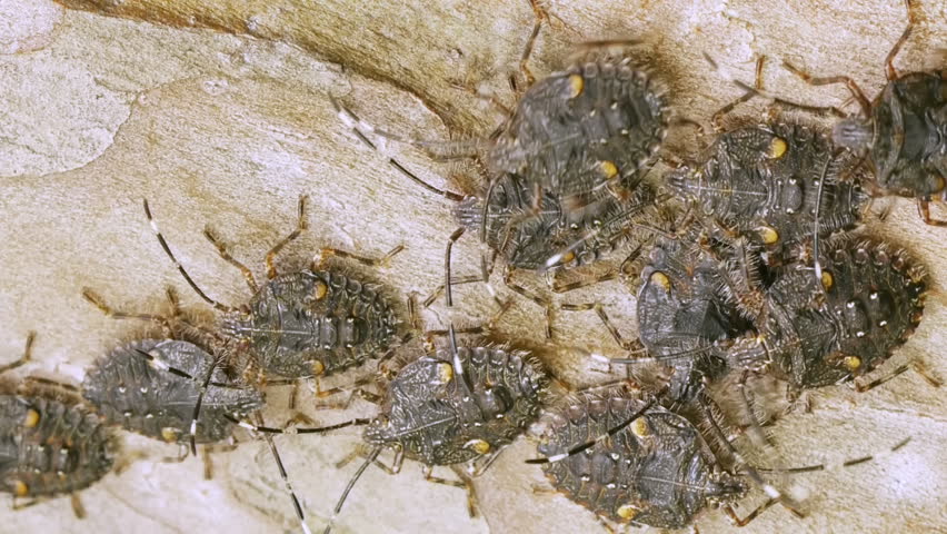 Shield bugs from south America move closer together.