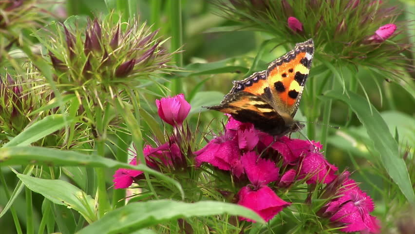Header of Aglais urticae