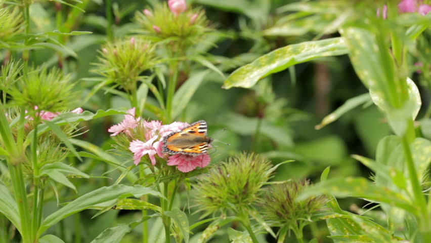 butterfly coiled proboscis
