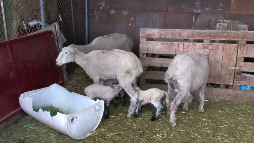 Newborn lambs with the ewe. Feeding of mother. Lambing shed. Close up of lambs and sheep. Central Utah.
