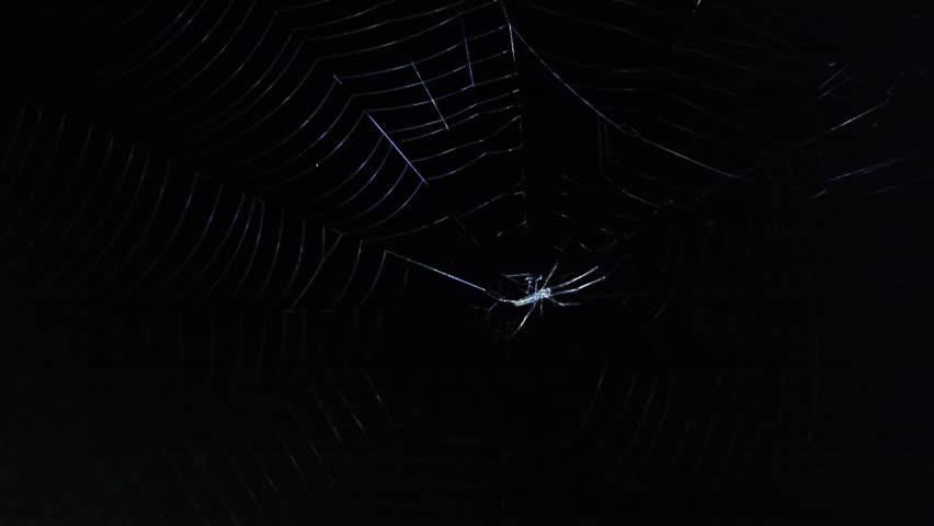 spider web