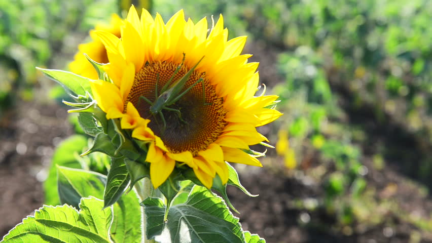 A locust is in a sunflower