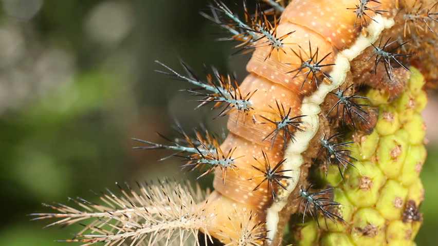 Larva of an Automeris moth (Saturniidae) With poisonous stinging hairs. In the Ecuadorian Amazon