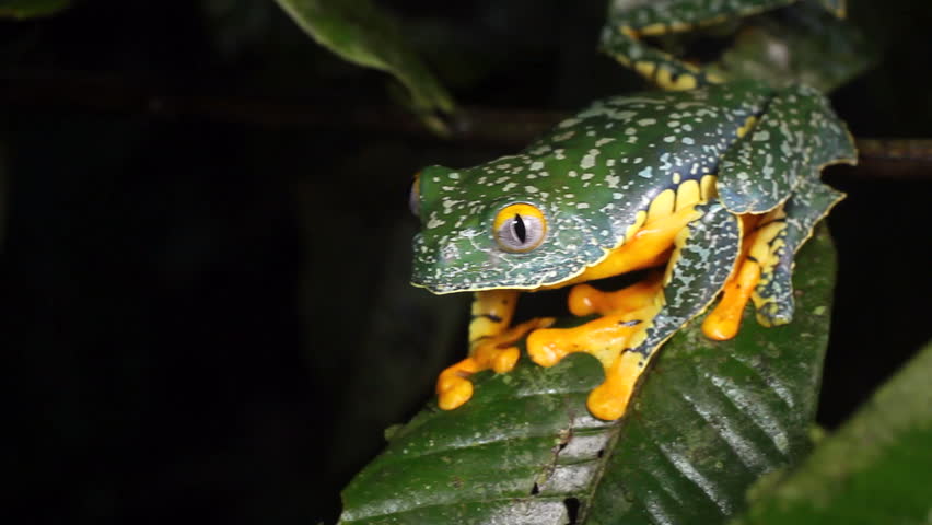 Amazon leaf frog (Cruziohyla craspedopus) Jumps off a leaf. In the Ecuadorian Amazon