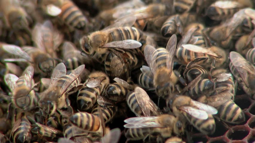 Swarm of bees. / Bees