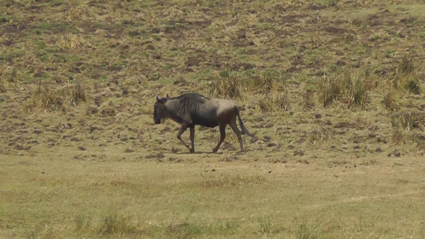 Female lion attacking a wildebeest