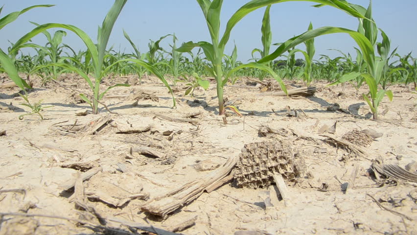 Drought conditions impacting cornfield in the United States.