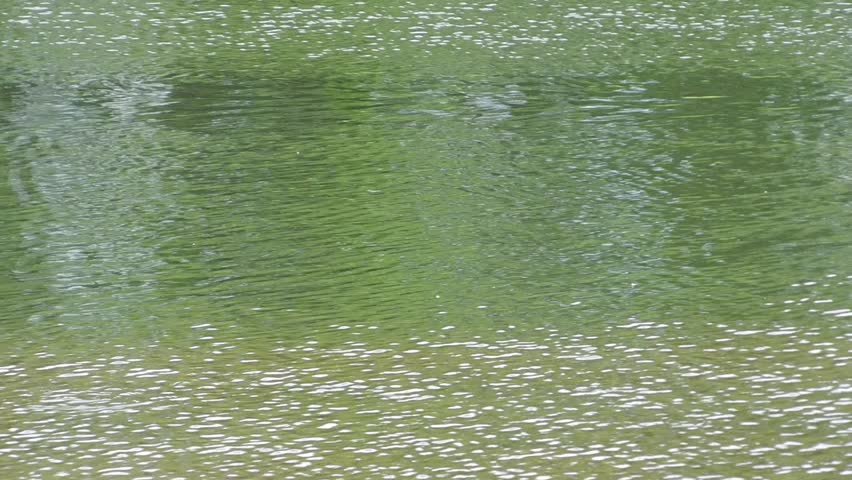 wild geese