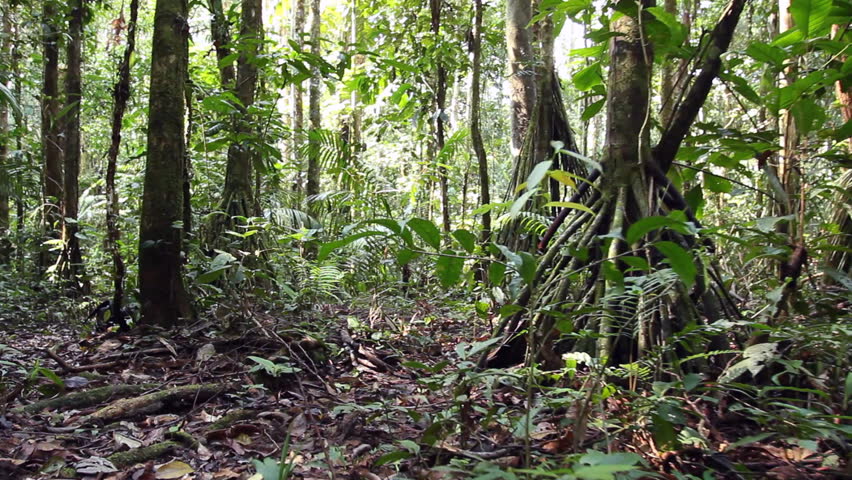 Stilt root palms in the rainforest understory, tracking shot