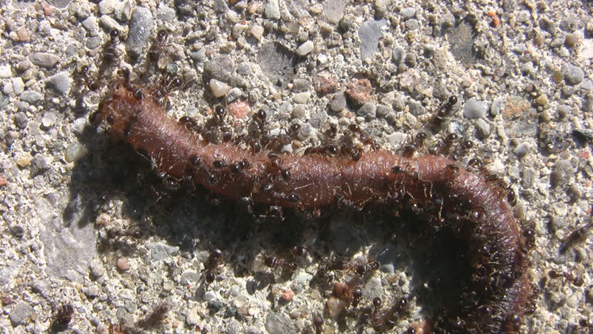Ants swarm over and attack a writhing earthworm.
