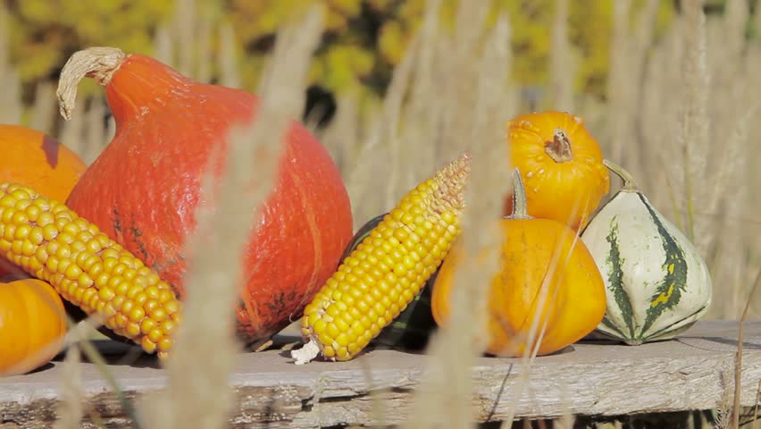 An autumnal arrangement of pumpkins and corn cobs