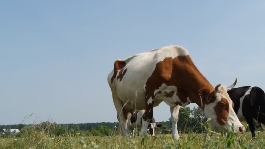 grazing cows