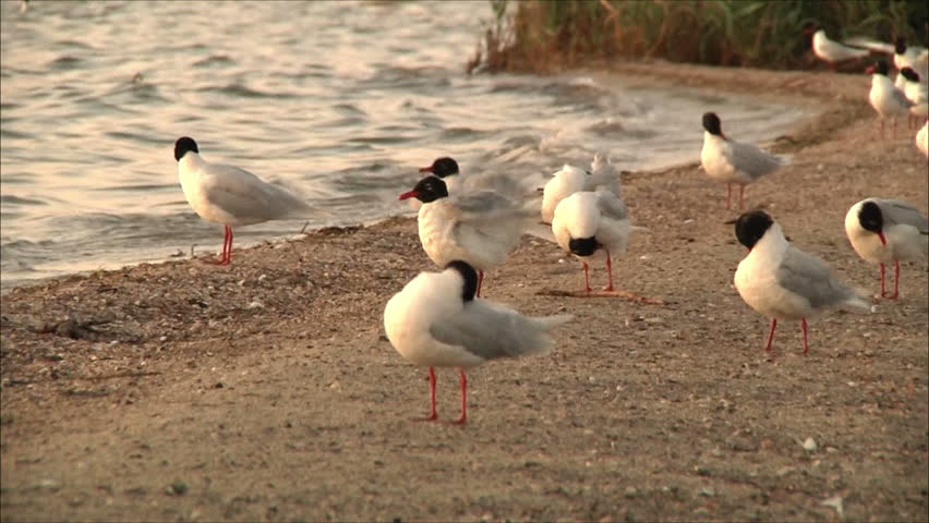 seagulls at dawn cleaned feathers on the beach 4