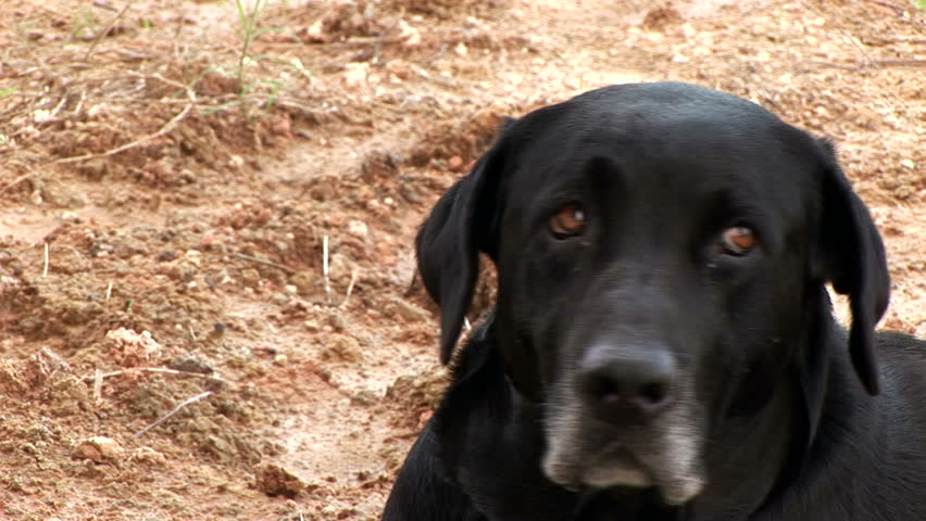 Old black lab slightly annoyed by a pesky fly.