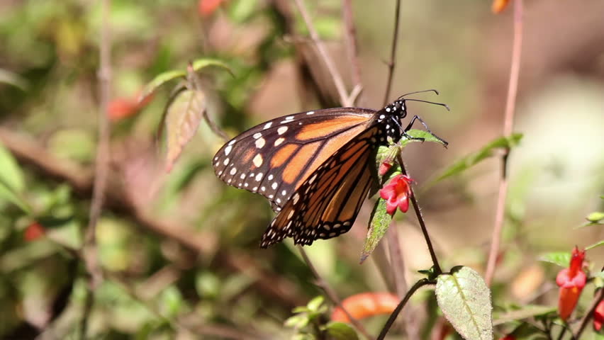 the amazing monarch butterfly sanctuary in mexico, where millions of butterflies return to each year from the USA and canada