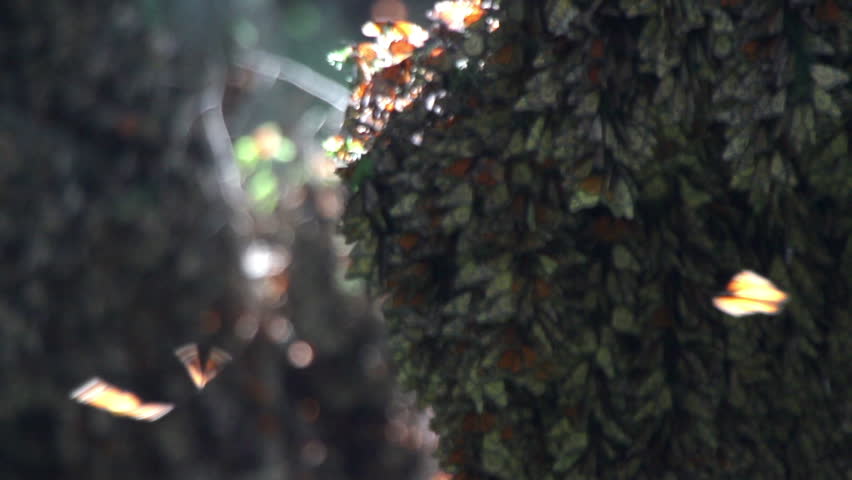 the amazing monarch butterfly sanctuary in mexico, where millions of butterflies return to each year from the USA and canada