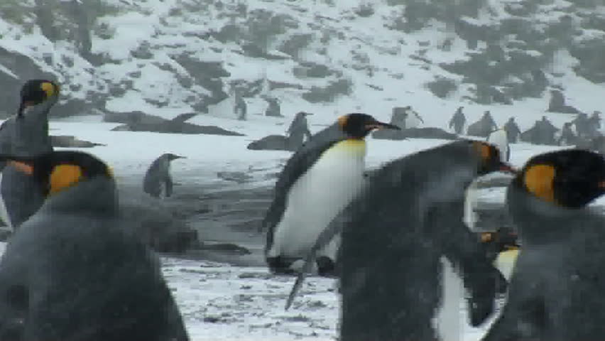 South Georgia and the South Sandwich Islands: crowd of thousands of king penguins on seashore.
