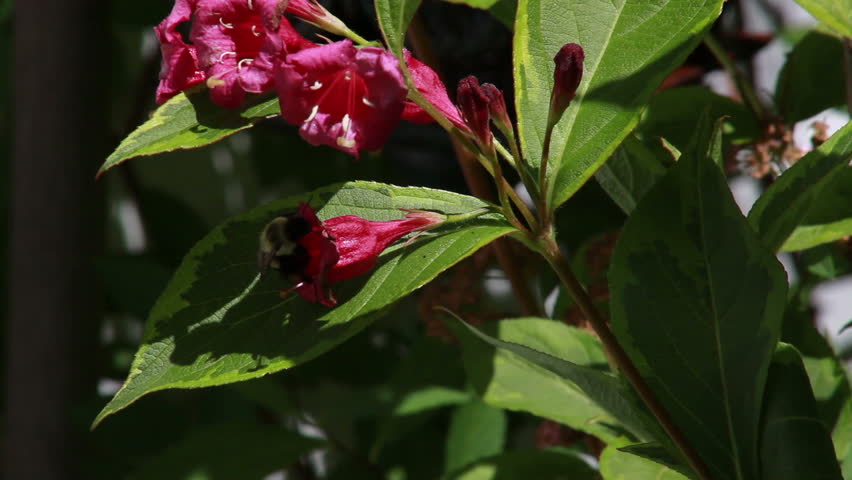 Bumble Bee pollinating red weigela flower