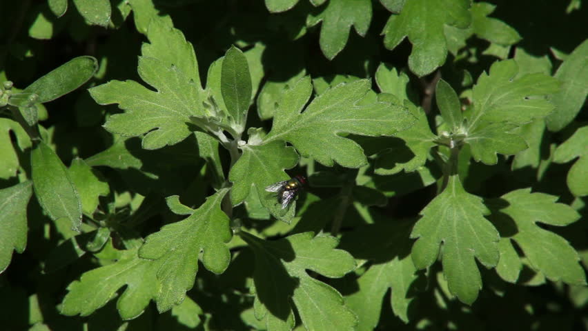 Fly resting of Mum plant leaf