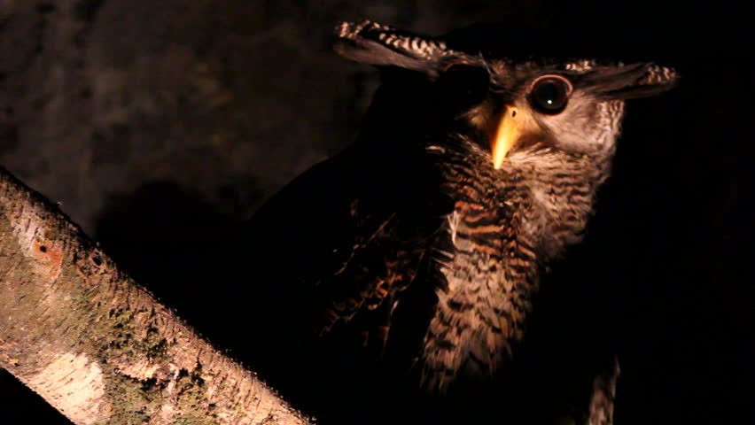 Owl, close-up