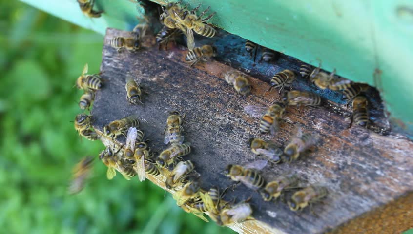 Wooden beehives and bees