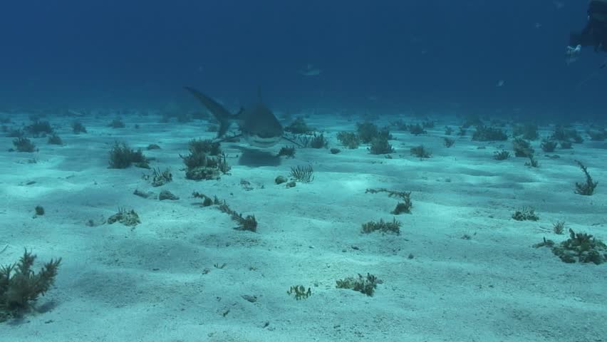 Tiger Shark