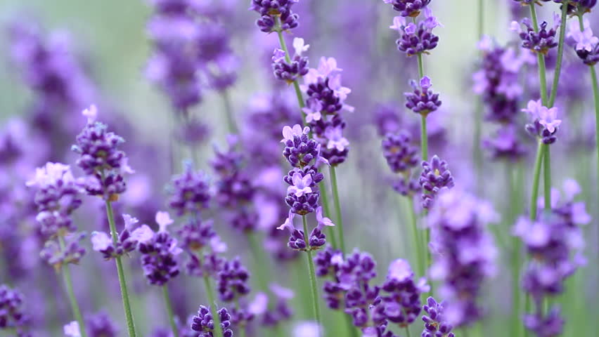 Close up of violet lavenders flowers.

