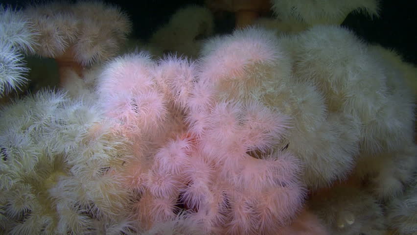 Colony Actinium close up