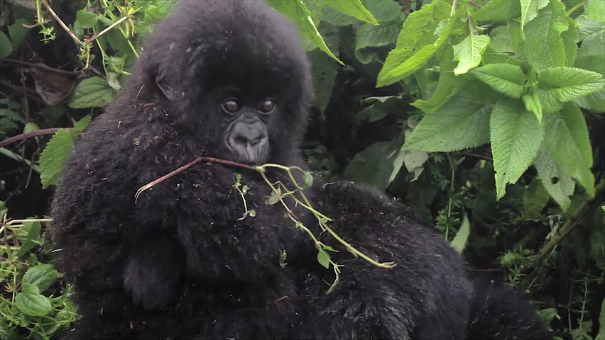 The Critically Endangered Mountain Gorilla. A Wild Baby Perches on Mom's Shoulders and Eats Vegetation in Mountains of Rwanda. This is a twin (the only twins known in the world!) from the Susa Group.