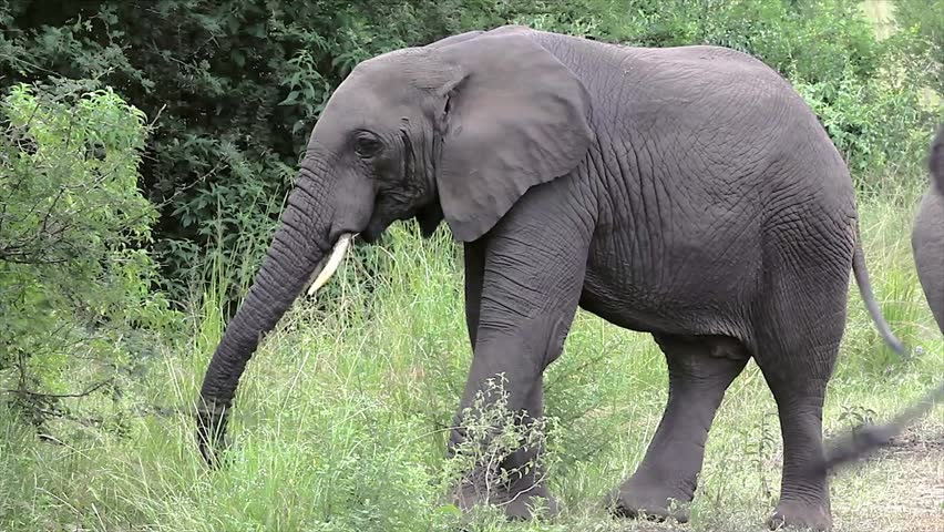 A WILD African Elephant feeding on vegetation (acacia tree leaves) in Queen Elizabeth National Park in Uganda, Africa. The trunk is great at stripping leaves from the thorny branches.