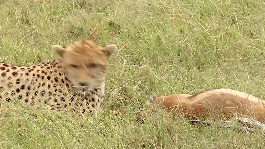 A Cheetah (Acinonyx jubatus) subdues its prey--a Thomson's Gazelle--in the Masai Mara, Kenya, Africa. Gazelle is alive and makes a last effort to escape, but the cheetah prevents this.