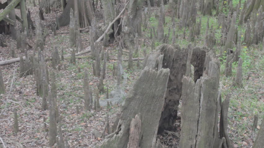cypress flat with knees and old handcut stumps from the early 1900's