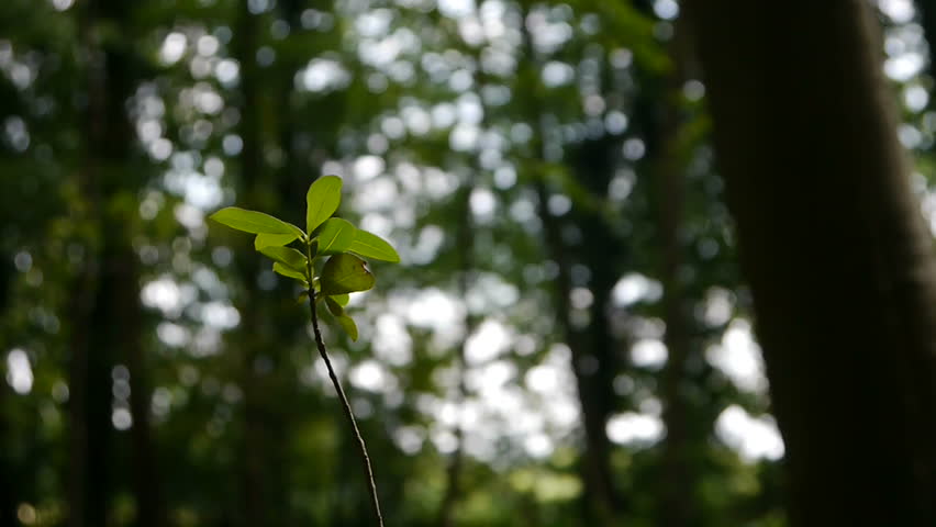 Young Sapling Against Vast Forest