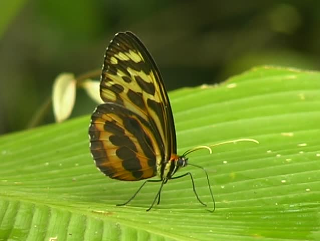 Ithomine butterfly drinking water using proboscis 