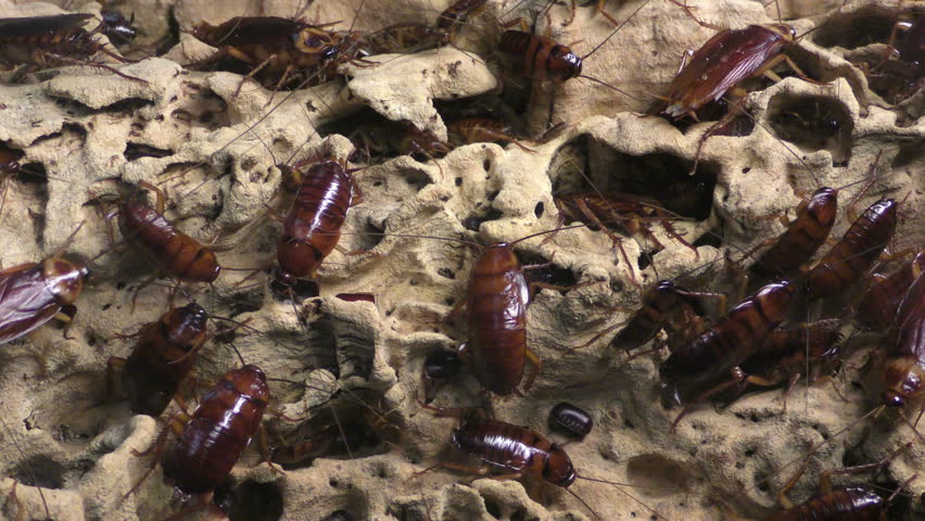 Header of American cockroach