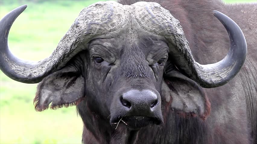 A WILD African Buffalo stares down and intimidates the photographer at Lake Nakuru, Kenya, Africa.