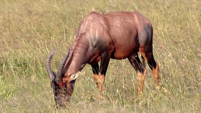 A WILD Topi Antelope (Damaliscus lunatus) in the Masai Mara Reserve, Kenya, Africa. Topis are a highly social and fast antelope species. This animal is grazing & feeding on grass out in the savannah.