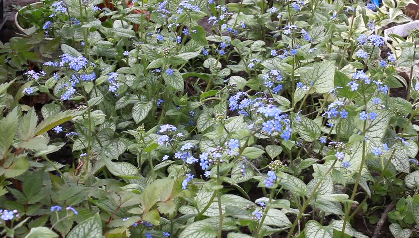 long-term flowering forget-me